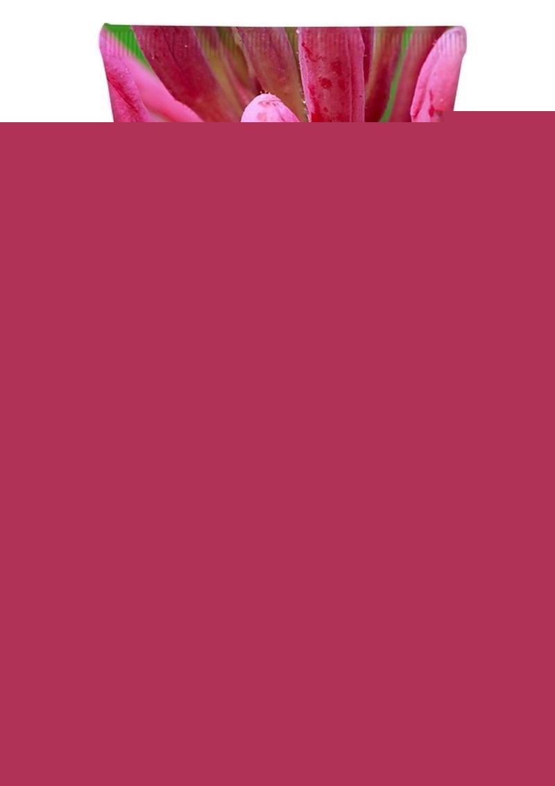 Coochy Shave Cream Seduction - 3.4oz