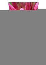 Coochy Shave Cream Seduction - 3.4oz